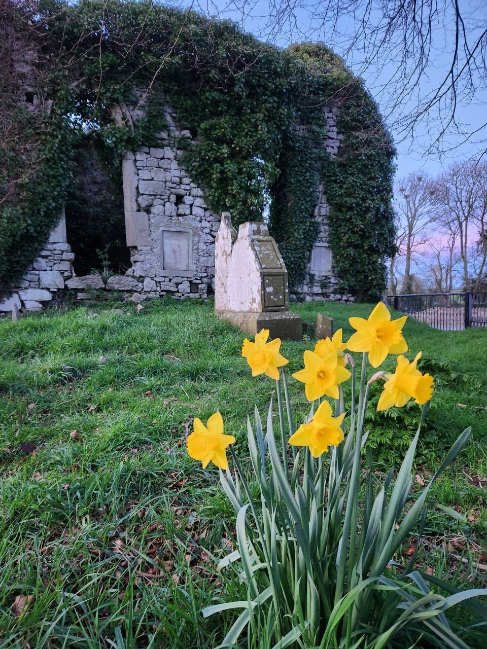Daffodil Lament — daffodils in the Irish spring.